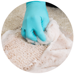 Carpet Odour Removal
