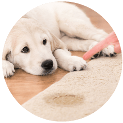 Carpet Urine Stain Treatment